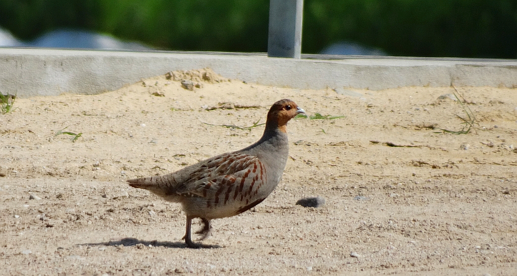 Kuropatwa zwyczajna, kuropatwa (Perdix perdix)