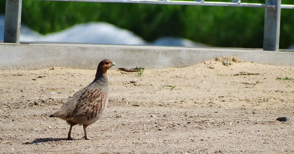 Kuropatwa zwyczajna, kuropatwa (Perdix perdix)