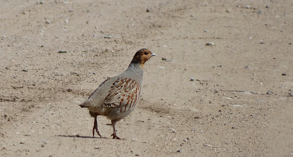 Kuropatwa zwyczajna, kuropatwa (Perdix perdix)