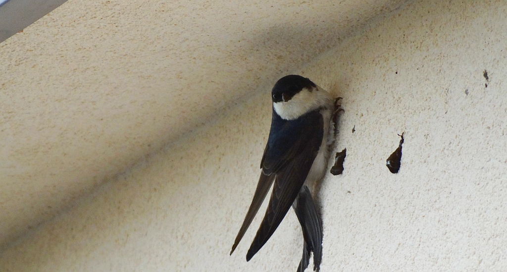 Oknówka zwyczajna, jaskółka oknówka, oknówka (Delichon urbicum)