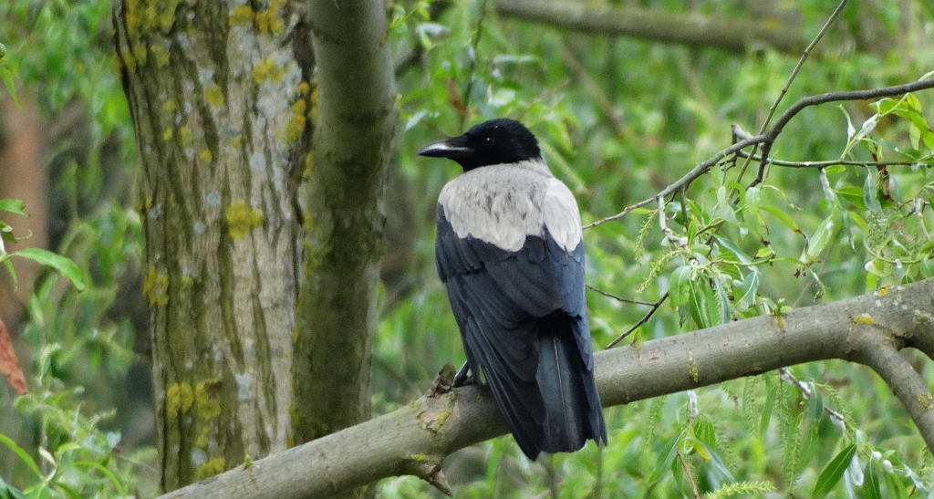 Wrona siwa, wrona (Corvus cornix)