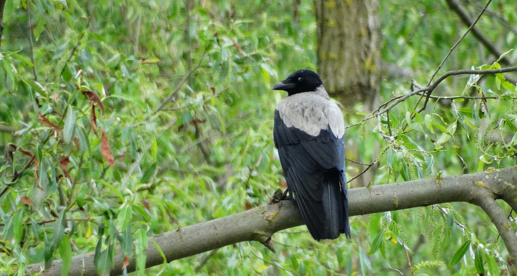 Wrona siwa, wrona (Corvus cornix)