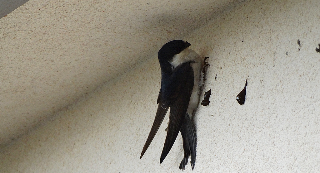 Oknówka zwyczajna, jaskółka oknówka, oknówka (Delichon urbicum)