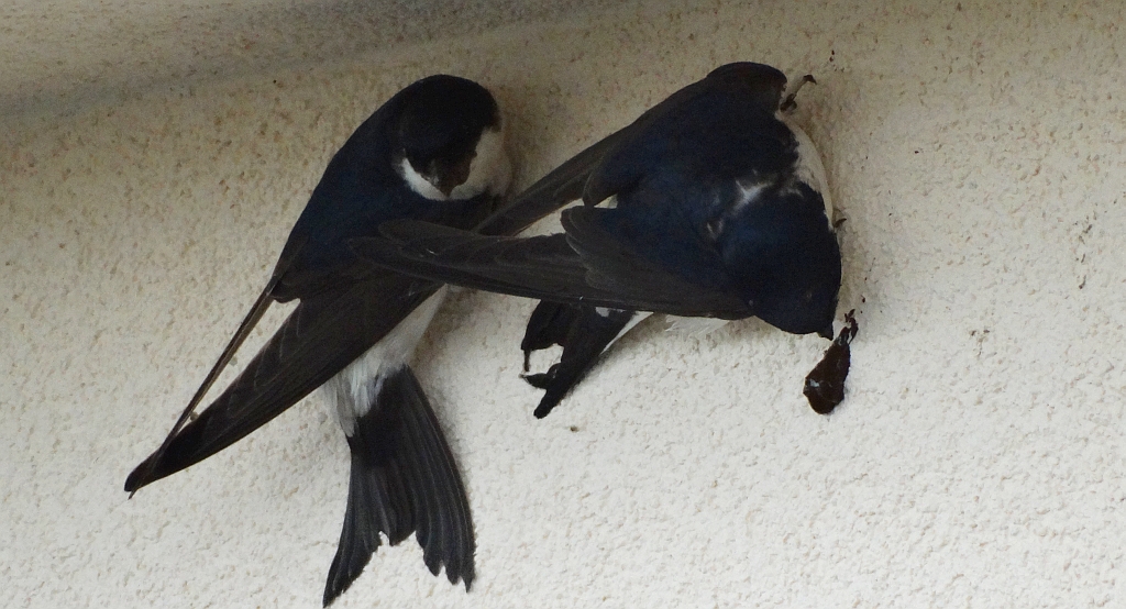 Oknówka zwyczajna, jaskółka oknówka, oknówka (Delichon urbicum)