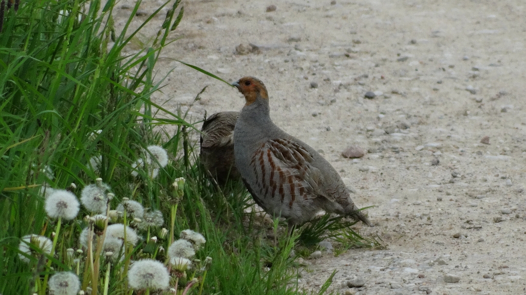 Kuropatwa zwyczajna, kuropatwa (Perdix perdix)