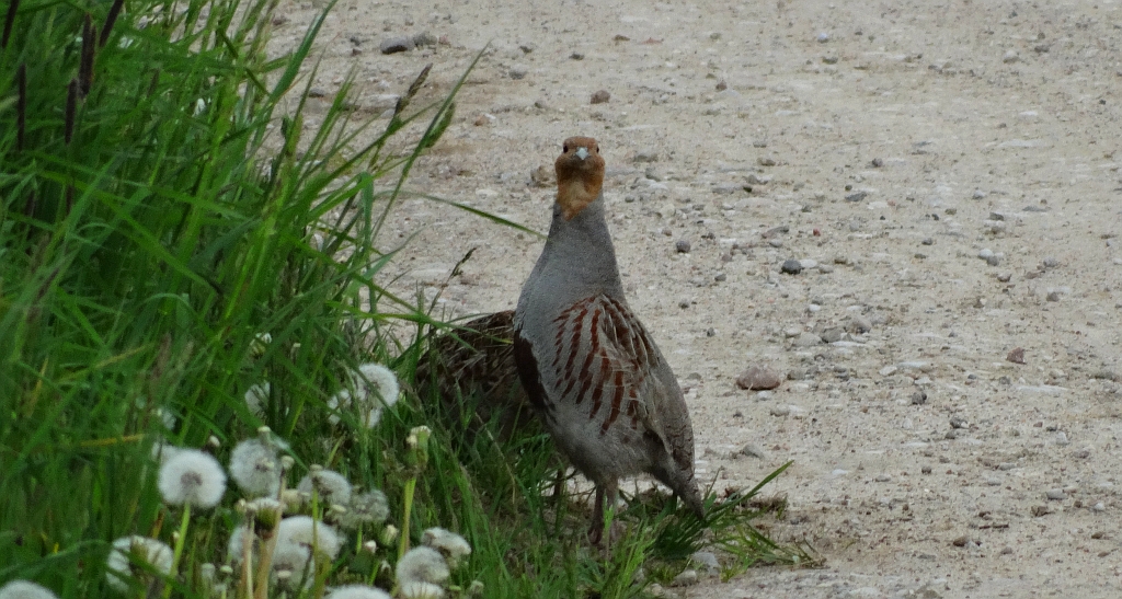 Kuropatwa zwyczajna, kuropatwa (Perdix perdix)