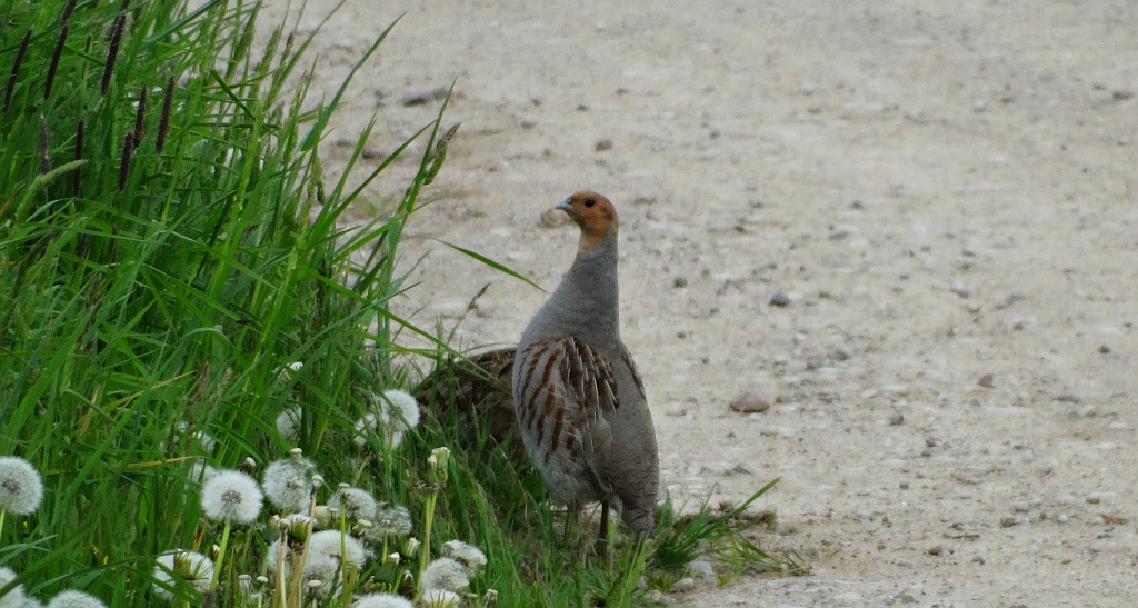 Kuropatwa zwyczajna, kuropatwa (Perdix perdix)
