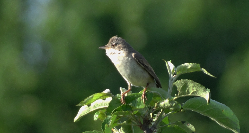 Łozówka (Acrocephalus palustris)