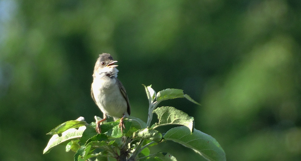 Łozówka (Acrocephalus palustris)