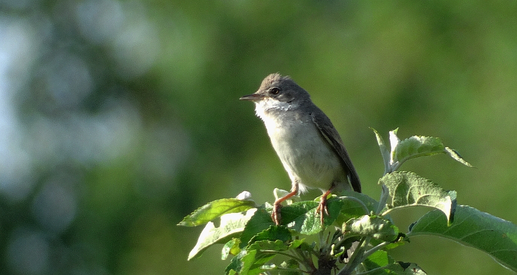 Łozówka (Acrocephalus palustris)