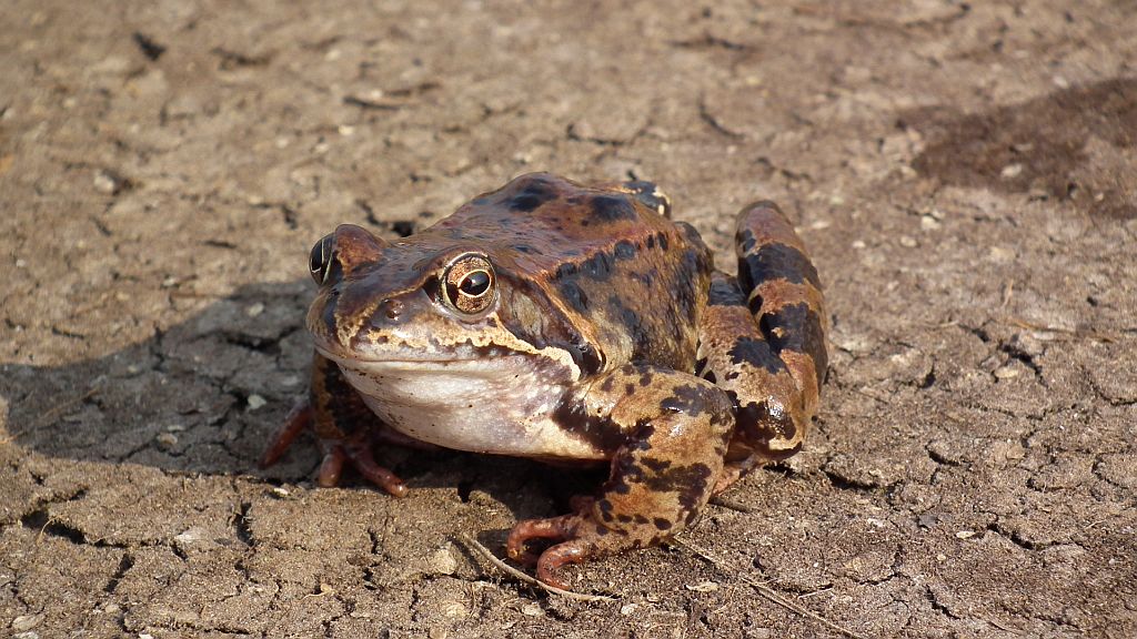 Żaba trawna (Rana temporaria)