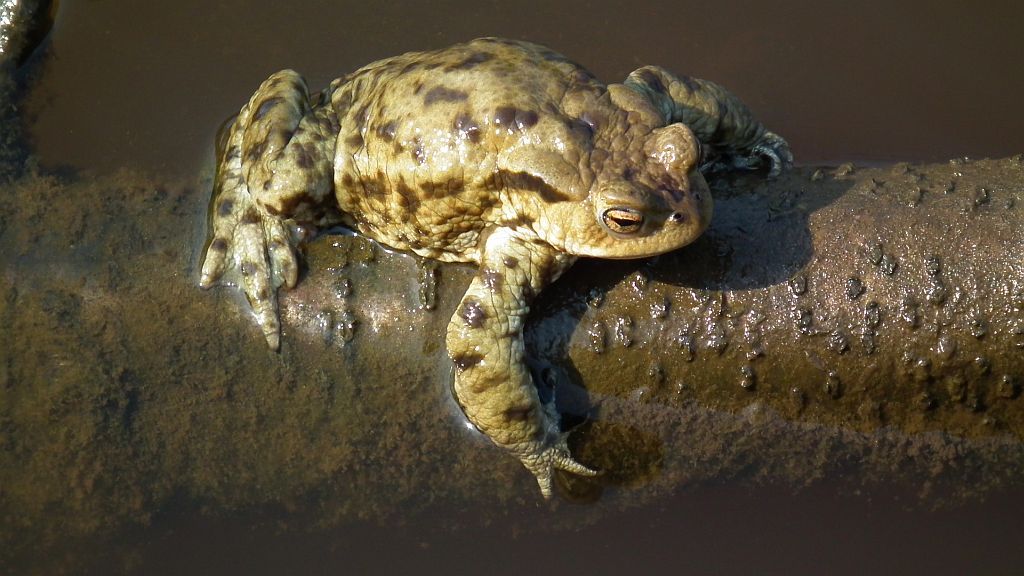 Ropucha szara, ropucha zwyczajna (Bufo bufo)