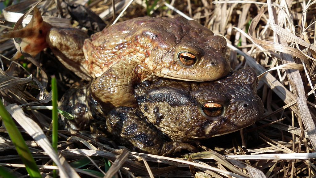Ropucha szara, ropucha zwyczajna (Bufo bufo)