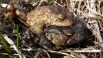 Ropucha szara, ropucha zwyczajna (Bufo bufo)