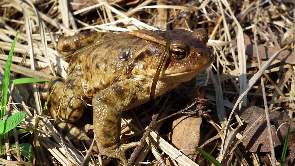 Ropucha szara, ropucha zwyczajna (Bufo bufo)