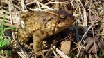 Ropucha szara, ropucha zwyczajna (Bufo bufo)
