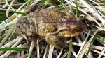 Ropucha szara, ropucha zwyczajna (Bufo bufo)