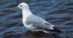 Mewa pospolita, mewa siwa (Larus canus)
