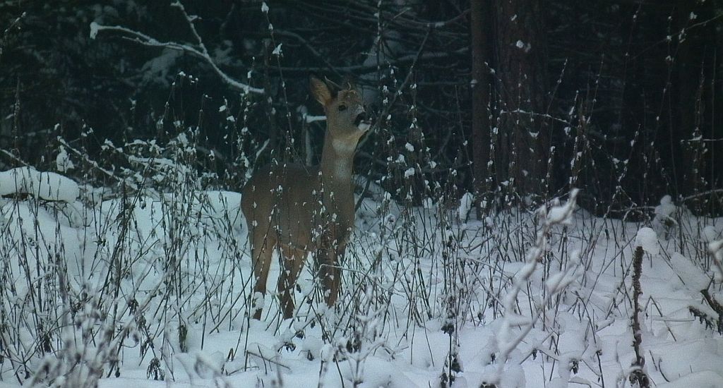 Sarna, sarna europejska (Capreolus capreolus)