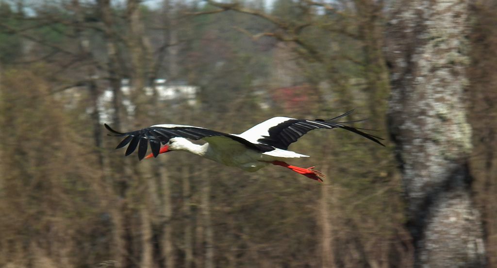 Bocian biały (Ciconia ciconia)