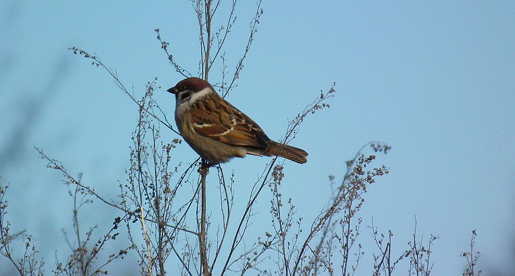 Mazurek, wróbel mazurek, wróbel polny (Passer montanus)