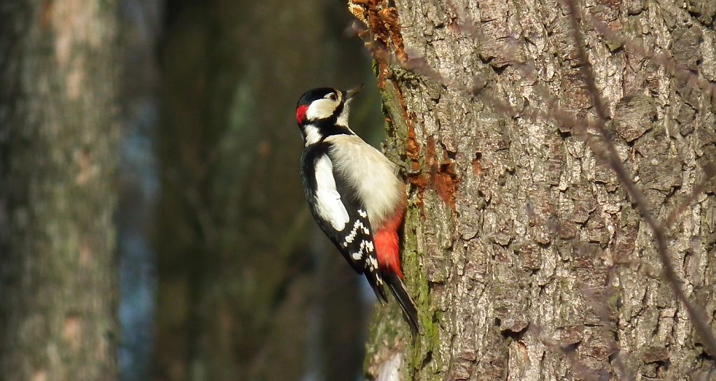 Dzięcioł duży (Dendrocopos major)