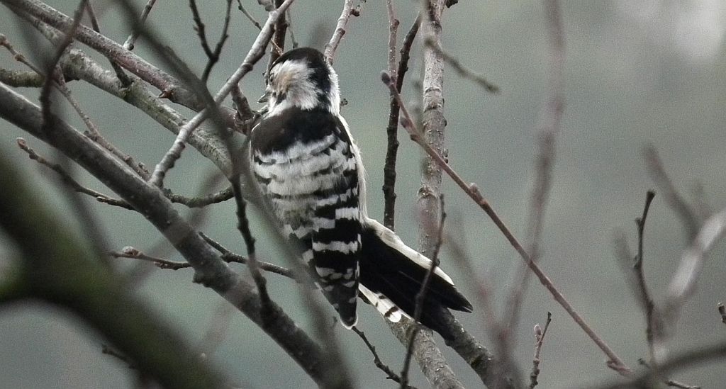 Dzięciołek, dzięcioł mały (Dendrocopos minor)