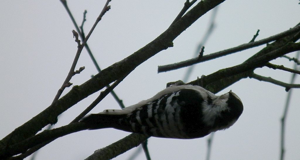 Dzięciołek, dzięcioł mały (Dendrocopos minor)