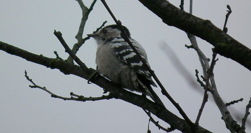 Dzięciołek, dzięcioł mały (Dendrocopos minor)