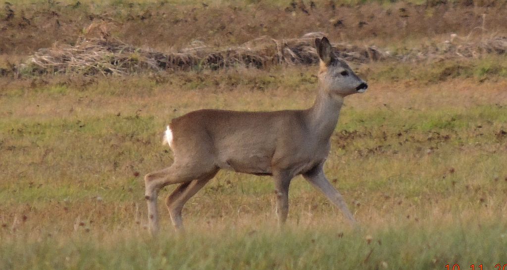 Sarna, sarna europejska (Capreolus capreolus)