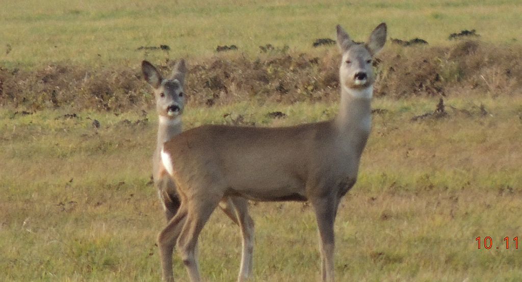 Sarna, sarna europejska (Capreolus capreolus)