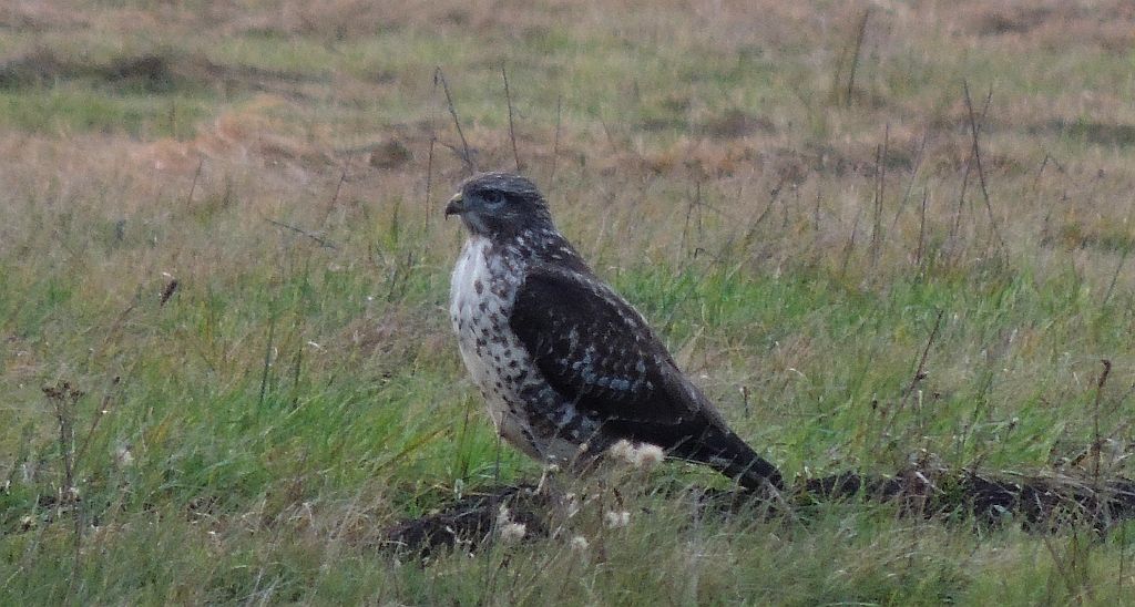 Myszołów zwyczajny (Buteo buteo)