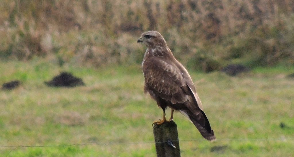 Myszołów zwyczajny (Buteo buteo)