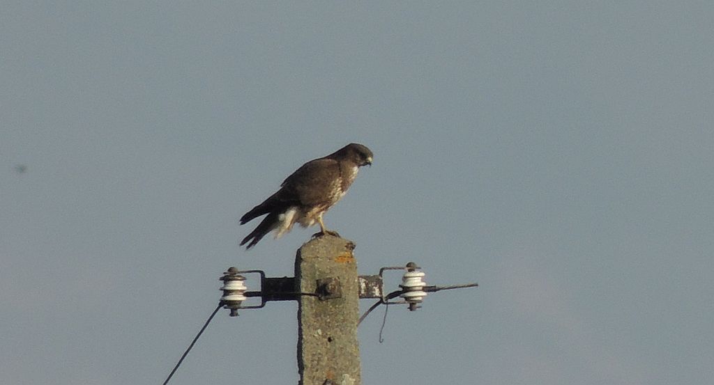 Myszołów zwyczajny (Buteo buteo)