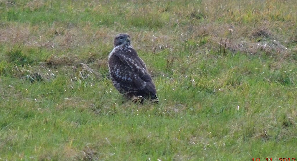 Myszołów zwyczajny (Buteo buteo)