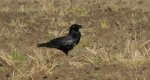 Kruk zwyczajny, kruk (Corvus corax)