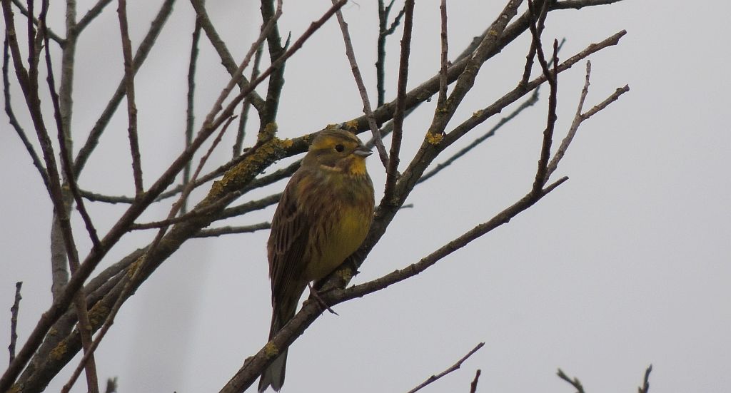 Trznadel zwyczajny, trznadel, trznadel żółtobrzuch (Emberiza citrinella)