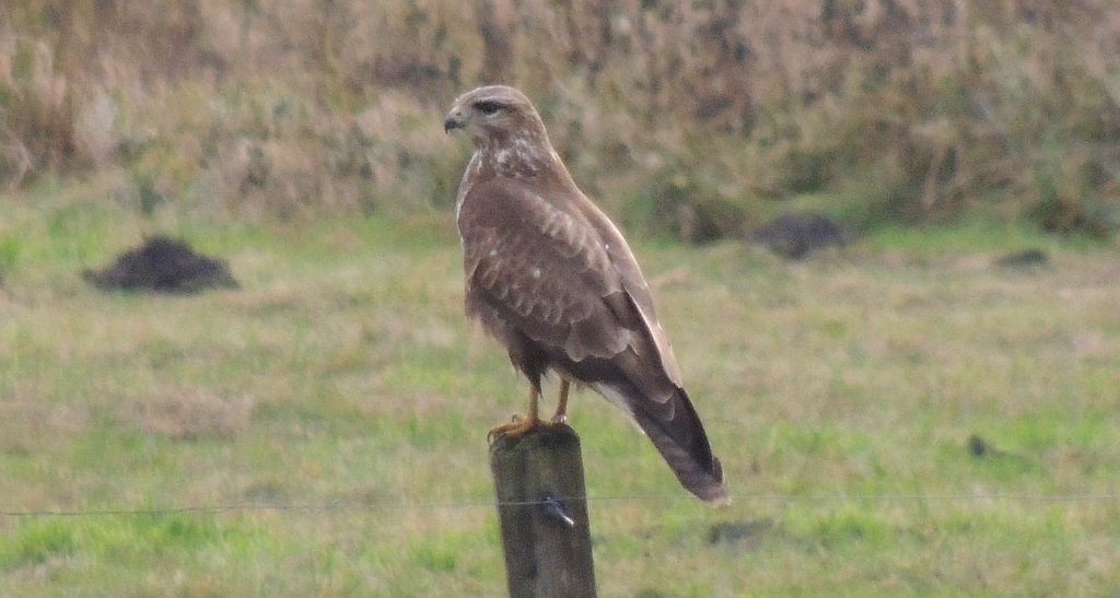 Myszołów zwyczajny (Buteo buteo)