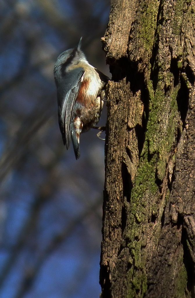 Kowalik, kowalik zwyczajny, bargiel (Sitta europaea)