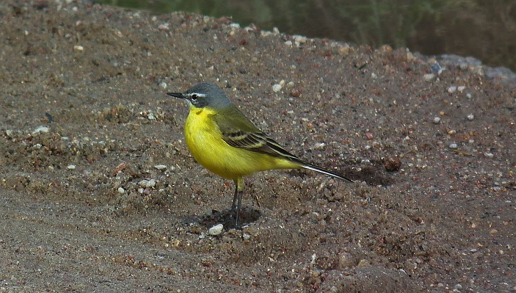 Pliszka żółta, wolarka (Motacilla flava)