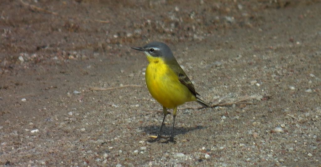 Pliszka żółta, wolarka (Motacilla flava)