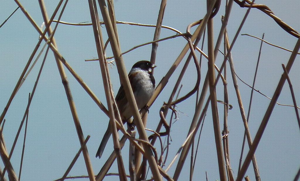 Potrzos zwyczajny, potrzos (Emberiza schoeniclus)