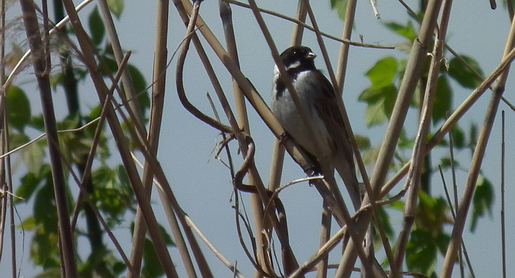 Potrzos zwyczajny, potrzos (Emberiza schoeniclus)