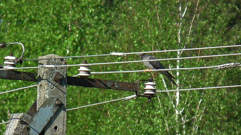 Kukułka zwyczajna, kukułka (Cuculus canorus)