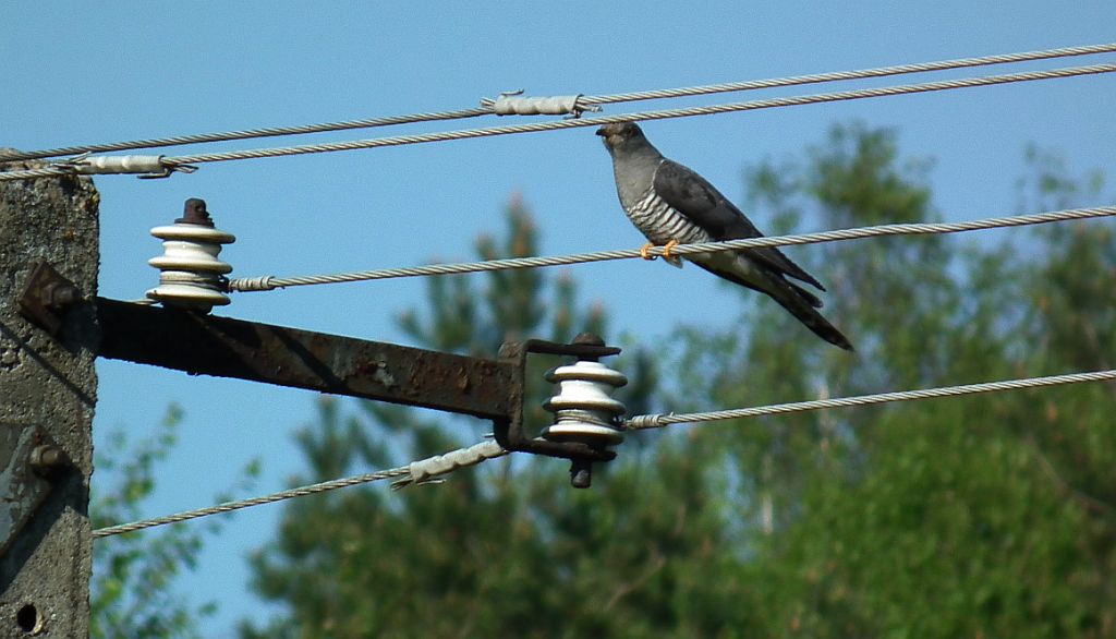 Kukułka zwyczajna, kukułka (Cuculus canorus)