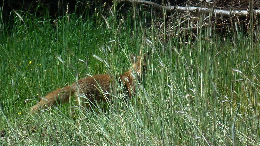 Lis, lis pospolity, lis rudy (Vulpes vulpes)