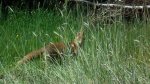 Lis, lis pospolity, lis rudy (Vulpes vulpes)