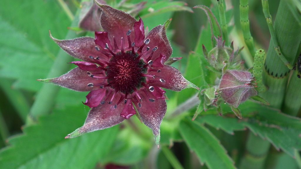 Siedmiopalecznik błotny (Comarum palustre)
