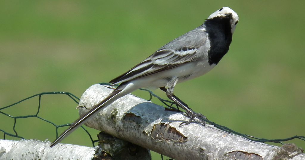 Pliszka siwa (Motacilla alba)