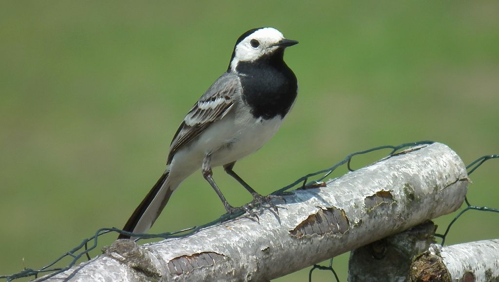 Pliszka siwa (Motacilla alba)
